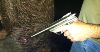 Handgunning Hogs: 44’s and 45’s