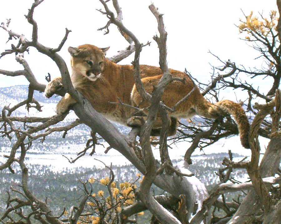 Mountain Lions Spotted Encroaching on Colorado Residents