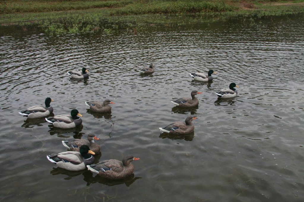 Dakota’s Packable Mallard Decoys