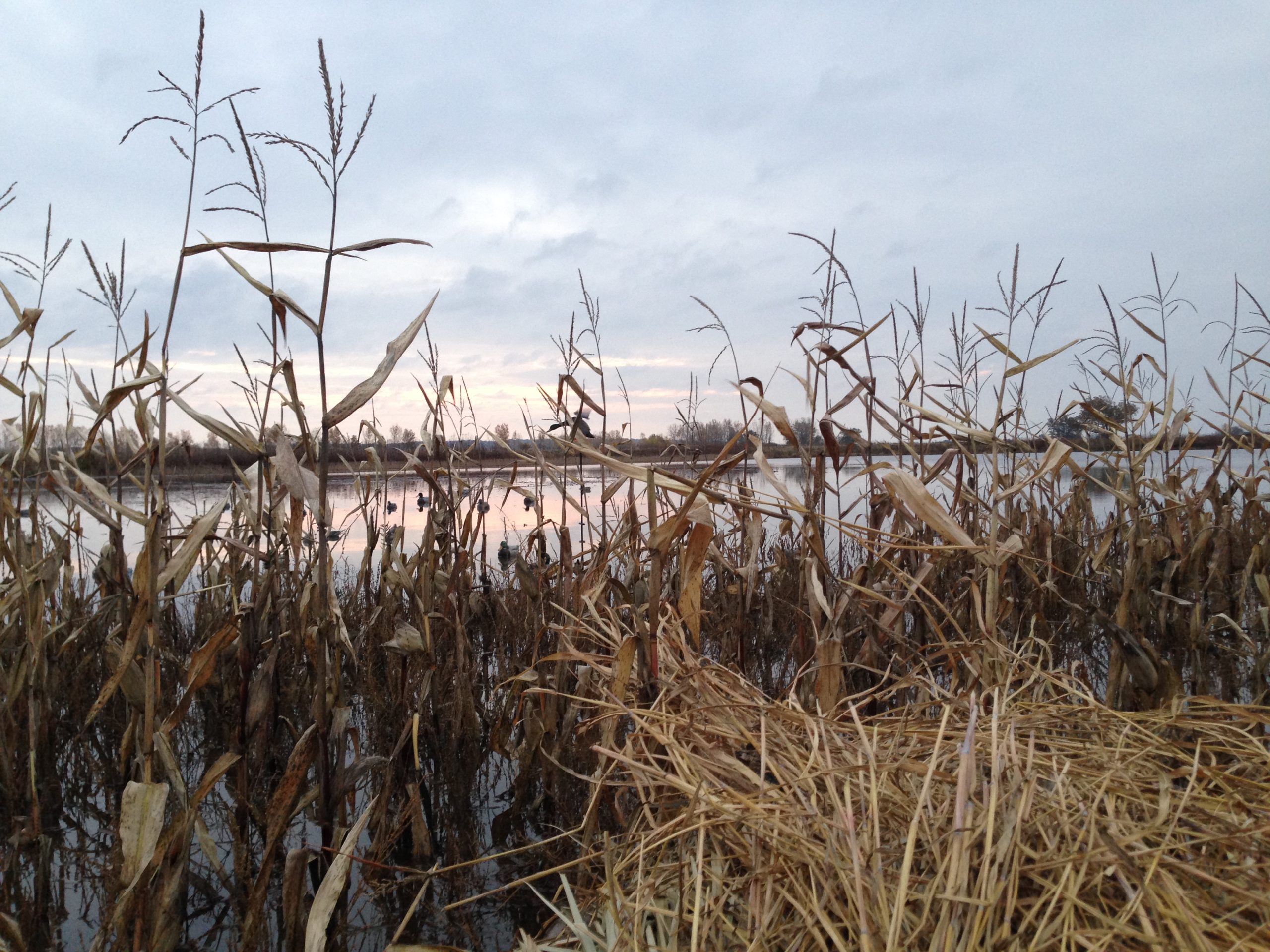 Tall water plants in front of lake view