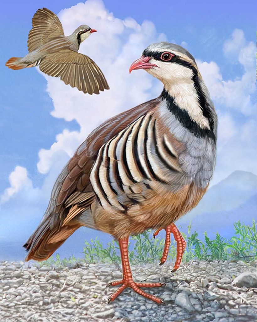 It's Chukar Time