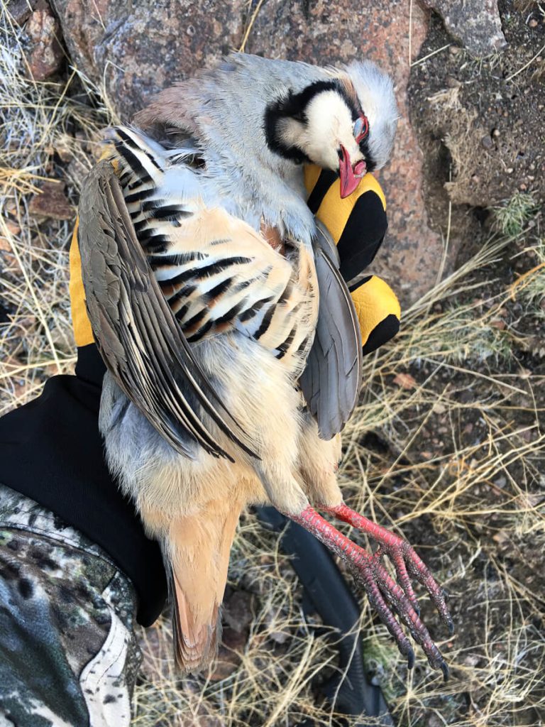 It's Chukar Time