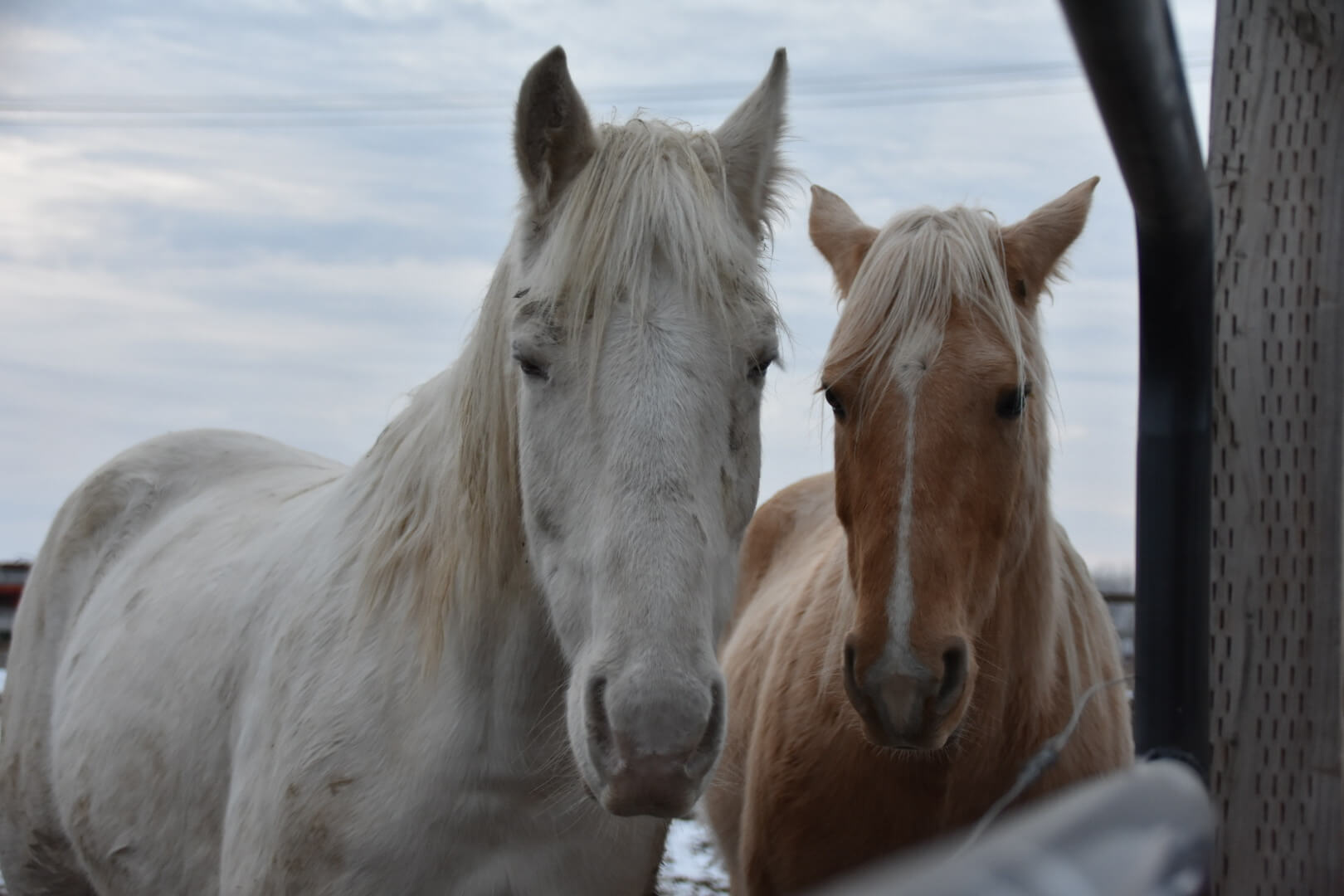 A white horse and a yellow horse both wait for dinner.