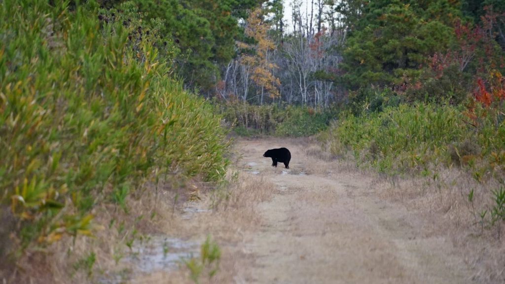 The Biggest Black Bears in the World