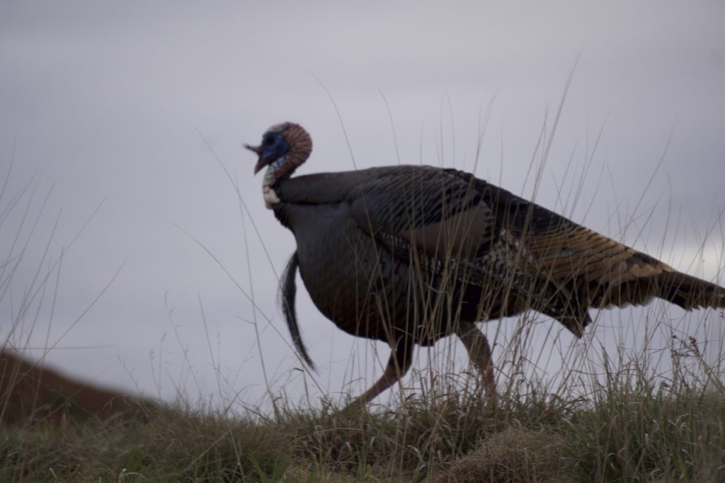 Tag A Pressured Public-Land Longbeard with Archery Tackle