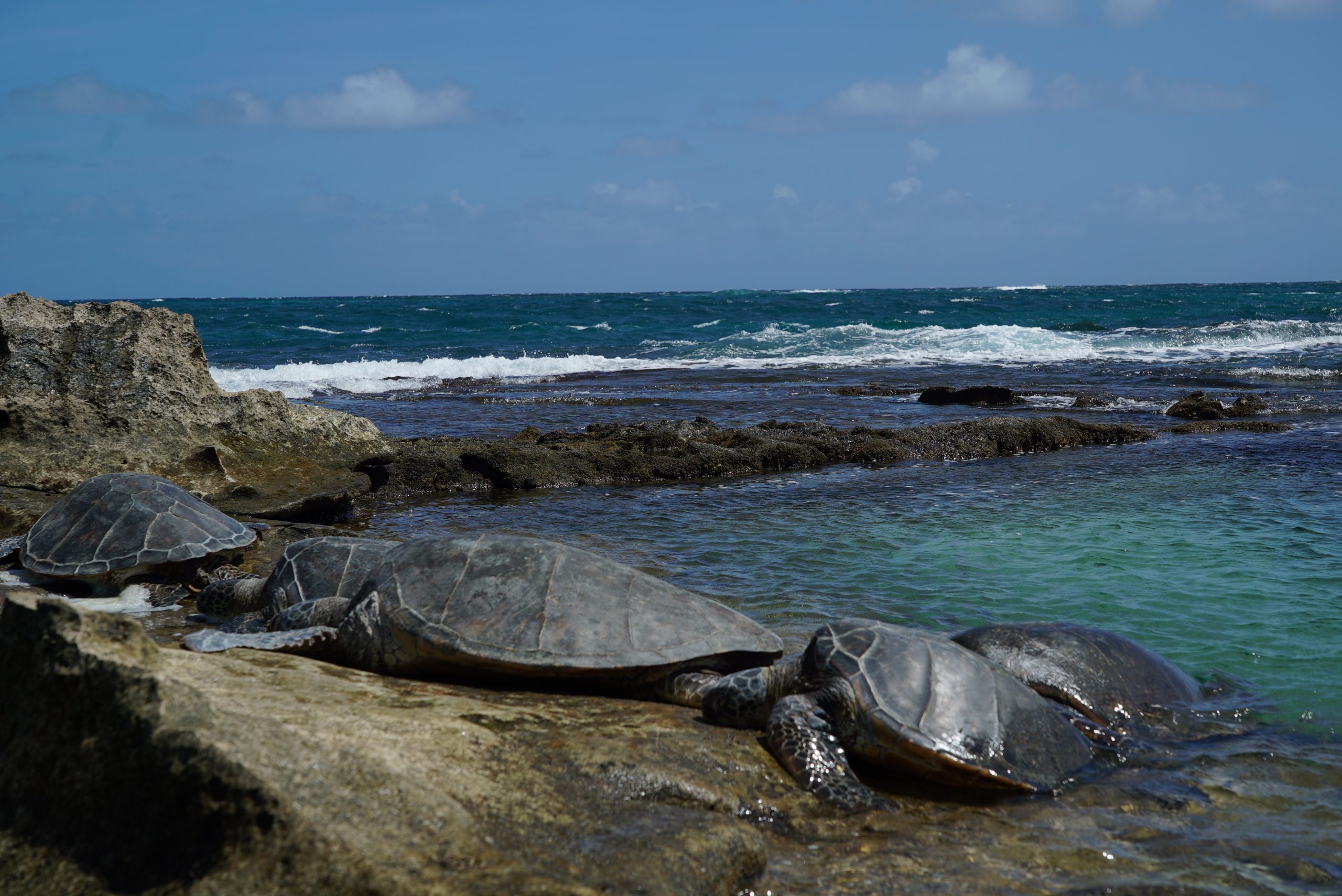 Offshore Hunting Paradise - Free Range Hunt-Cationing in the Hawaiian Islands