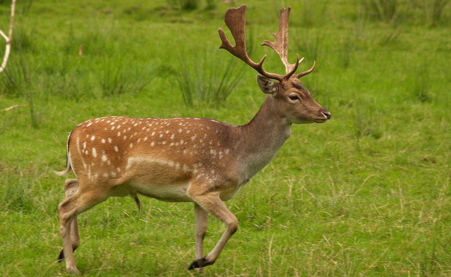 Deer Gene Discovery Could Lead to Treatments for Human Bone Replacement