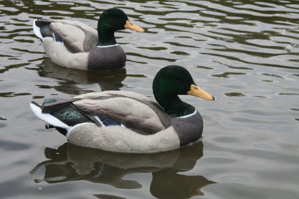 Dakota’s Packable Mallard Decoys