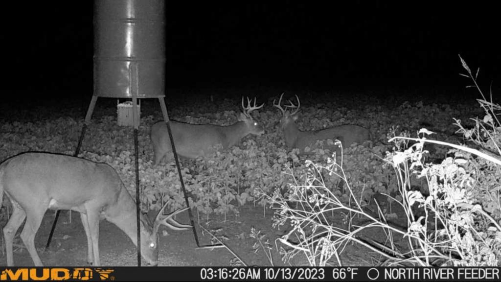 Three bucks playing it smart and only coming out after dark