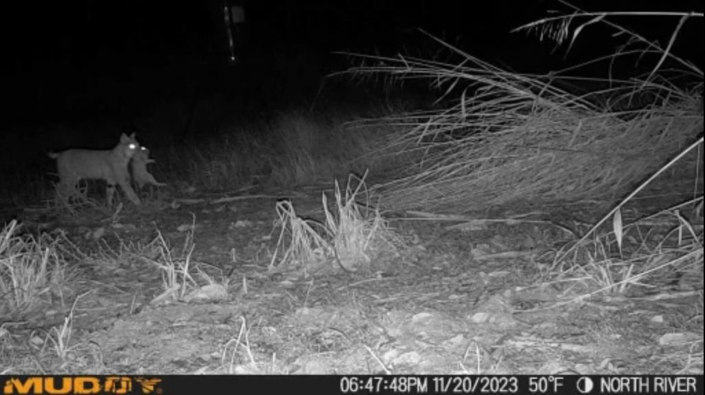 Bobcat caught a rabbit and decided to show off his evening meal