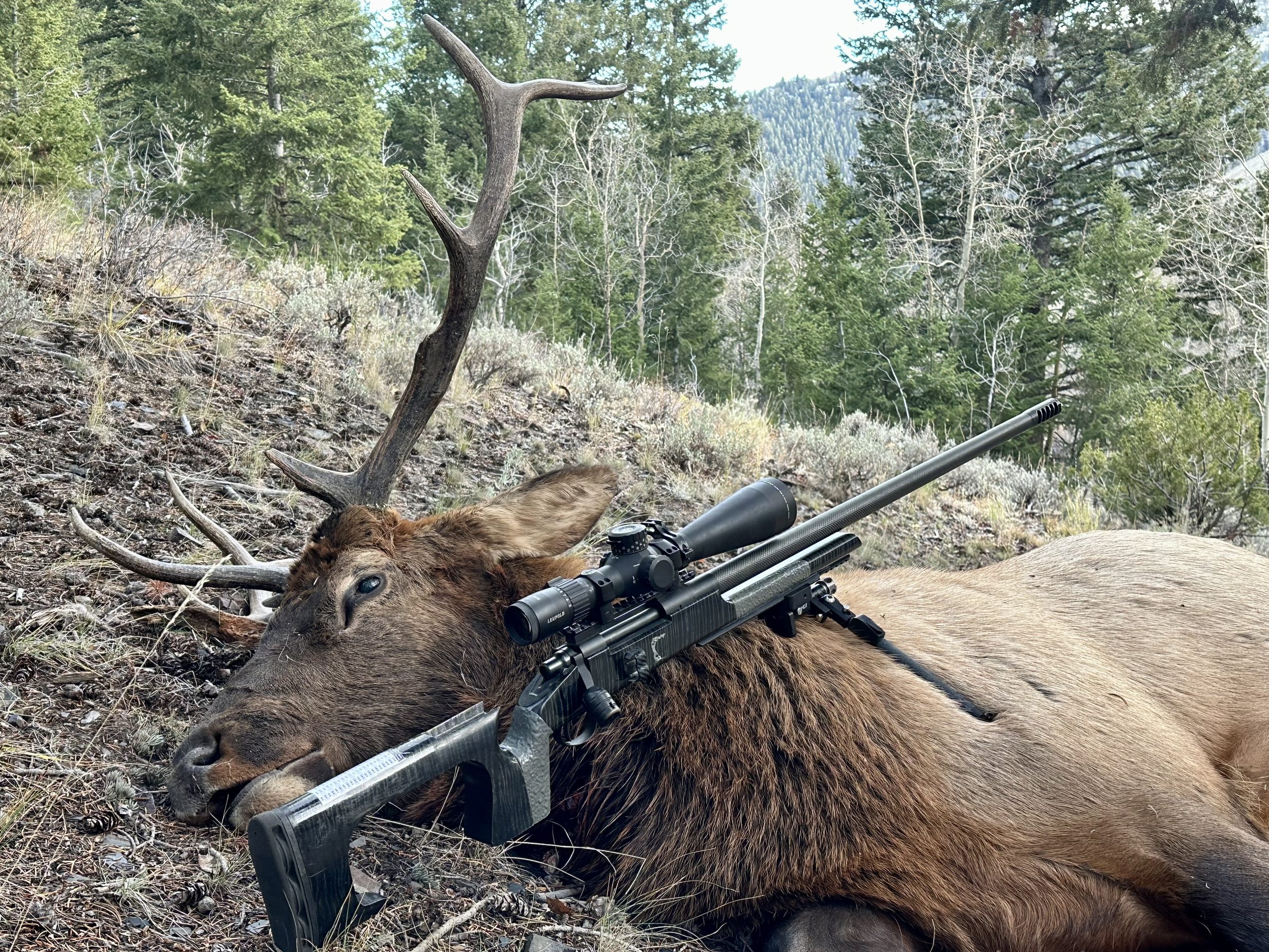 A dead bull elk lays on the ground with a black, bolt action rifle posed next to it. 