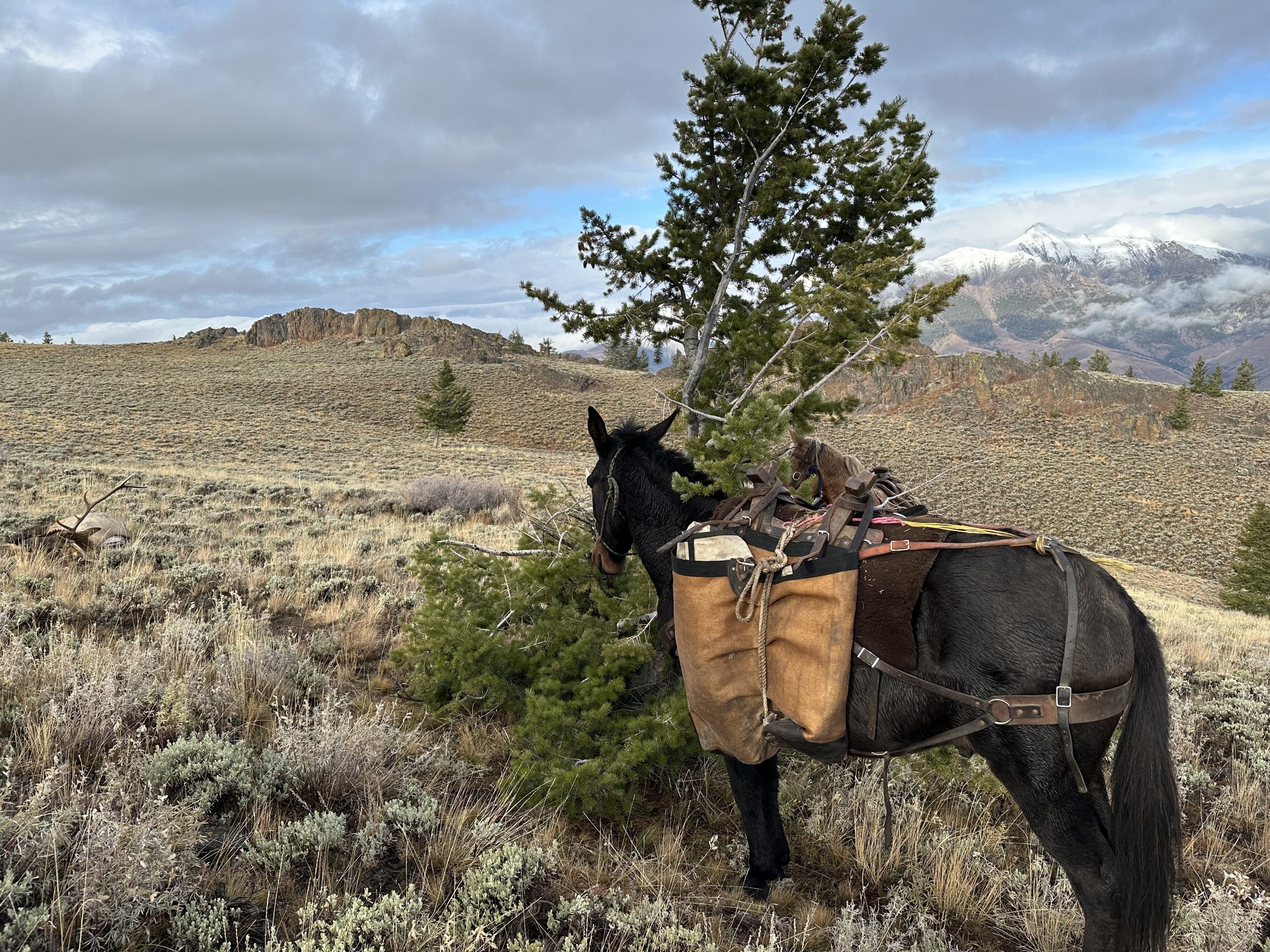 A black horse is prepared to pack out a bull elk.