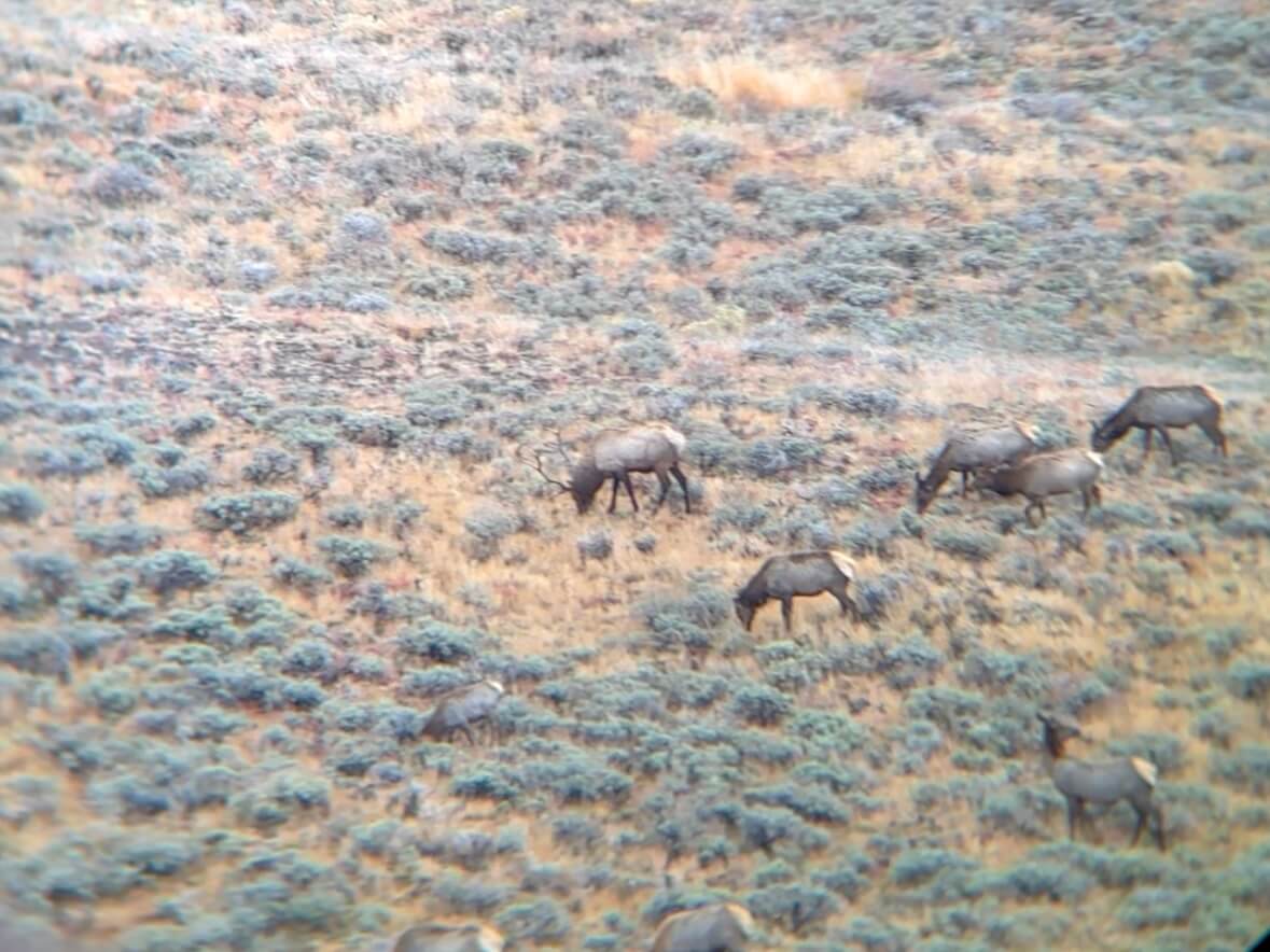 An elk feeds with his herd on a sagebrush hillside.