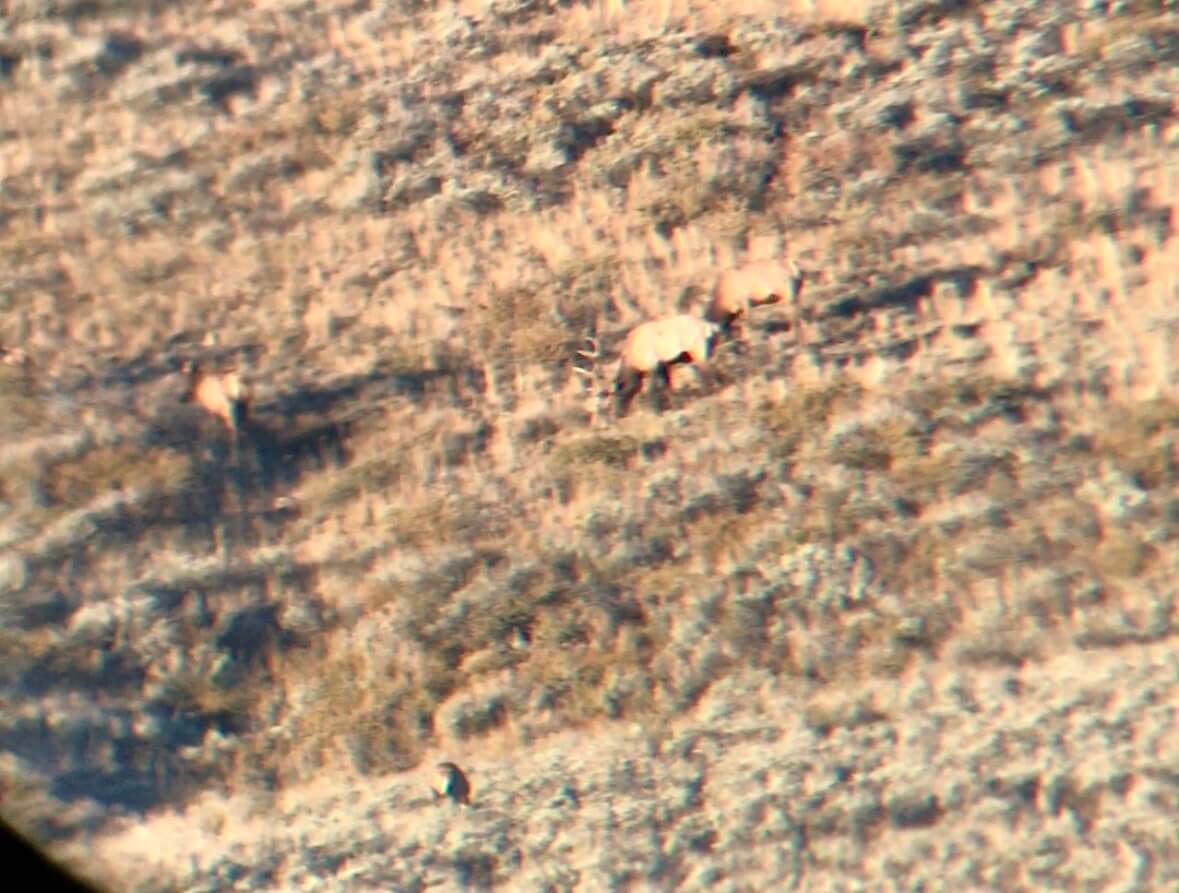 Large game feed on a hillside, photographed through a spotting scope from over a mile away.