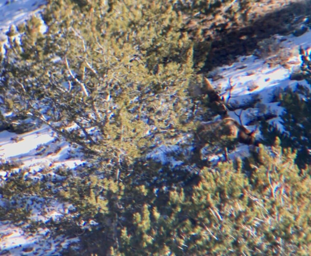 Two bull elk feed in a snowy clearing