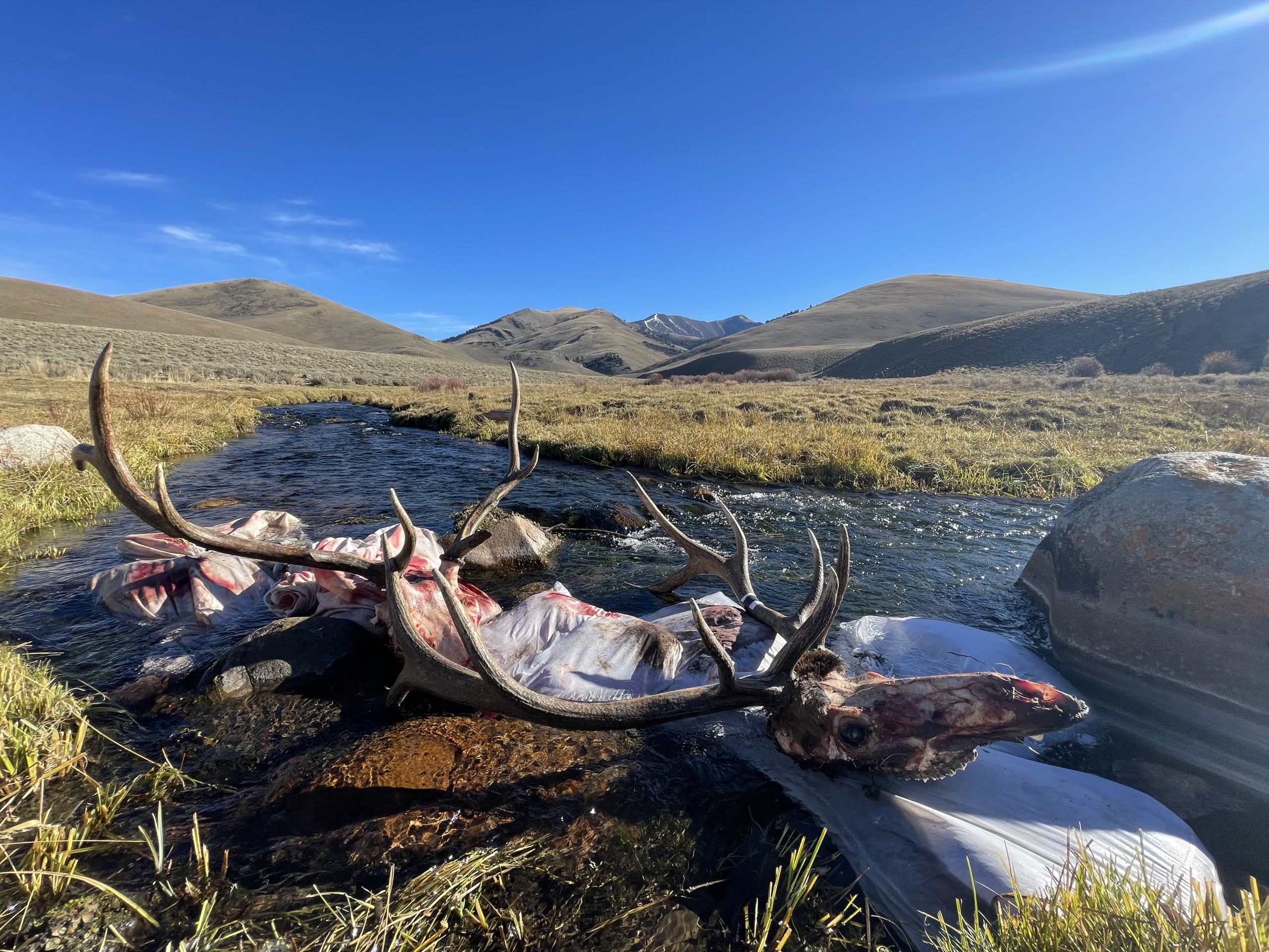 Two butchered bull elk lay in a stream for preservation on a hot, sunny day.