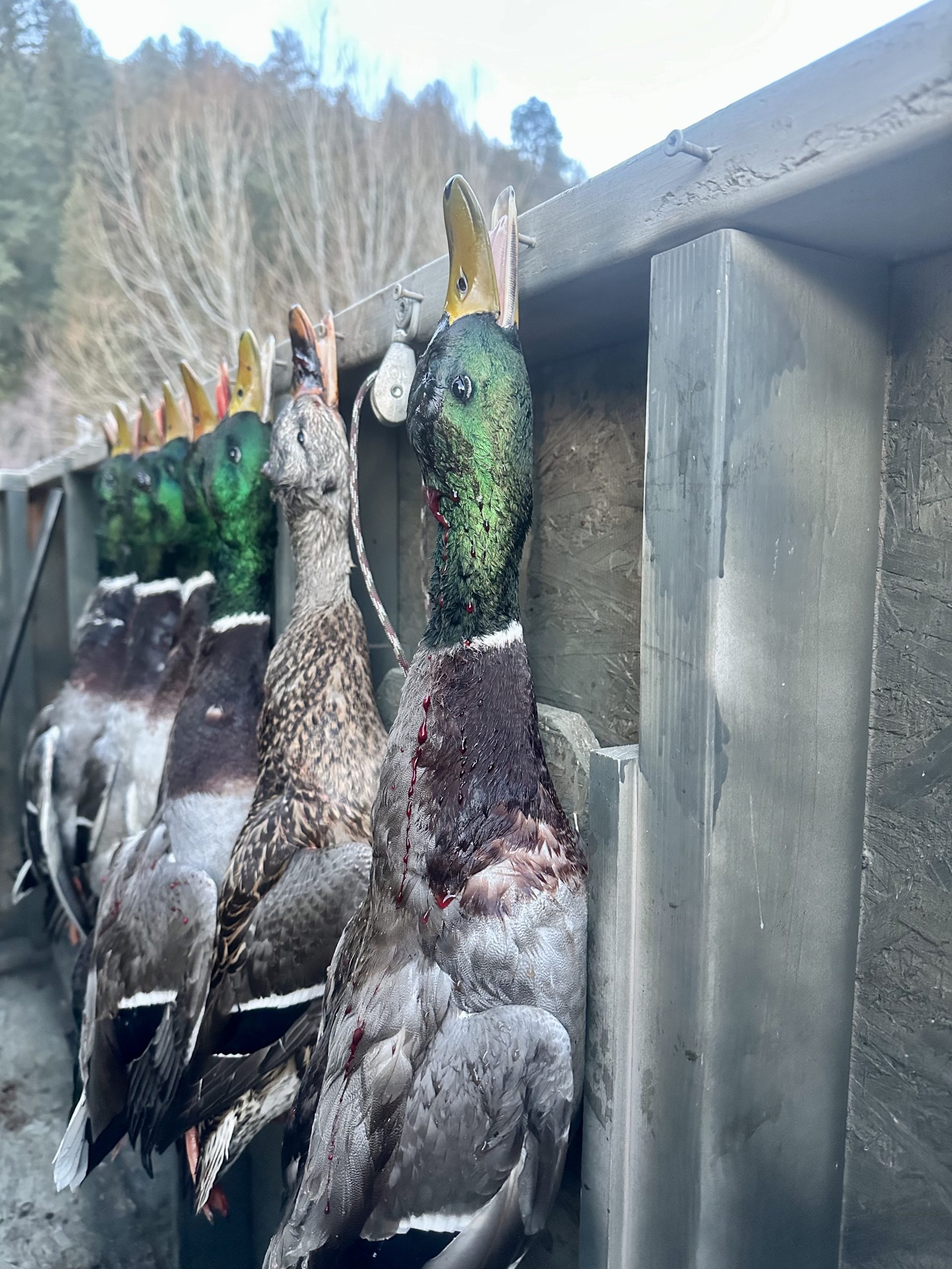 Row of beautiful duck mallards with green heads