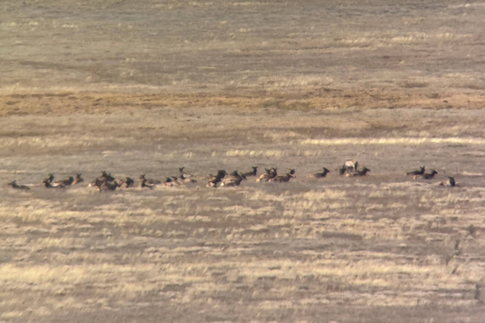 Large group of elk in Valley Caldera National Preserve