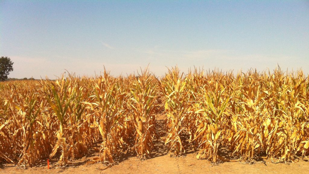 Field Hunting and Farmers - Understanding Goes A Long Ways