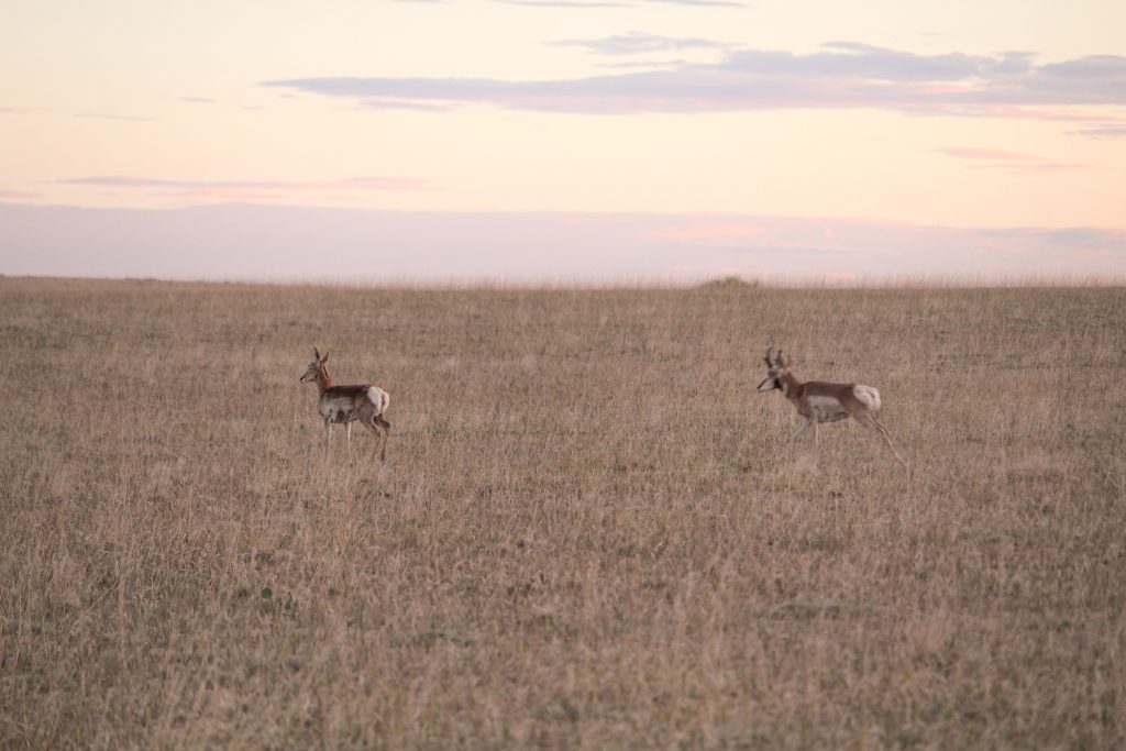 Go Ahead, Decoy That Pronghorn!