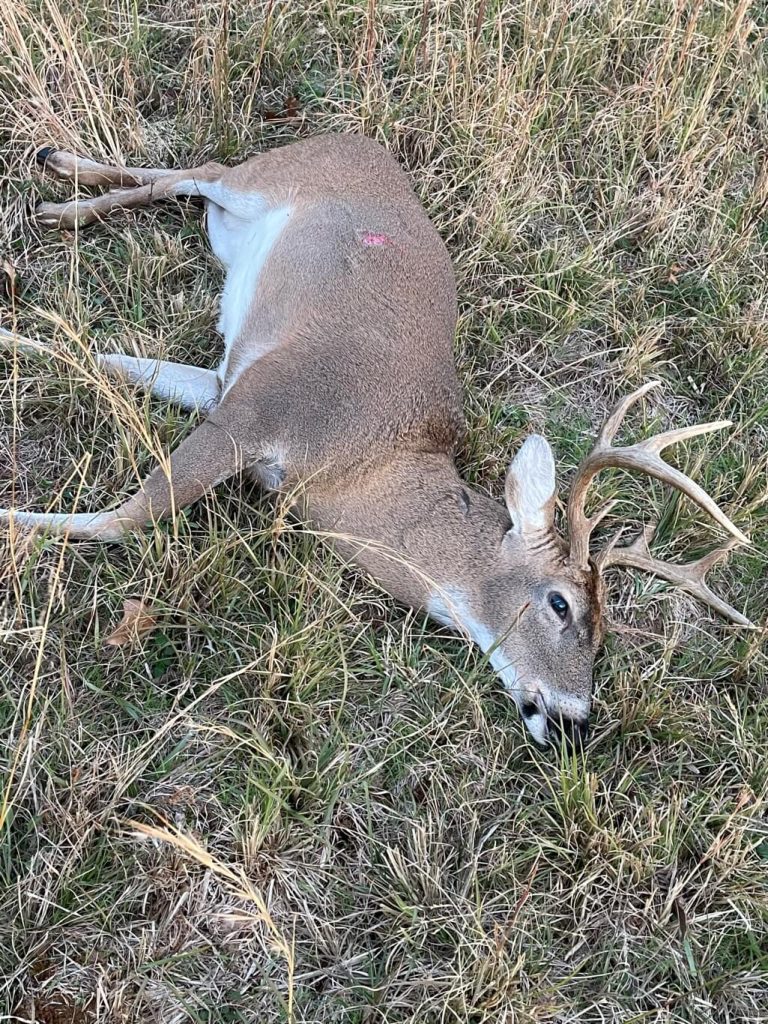 Eight Point Whitetail Deer on grass