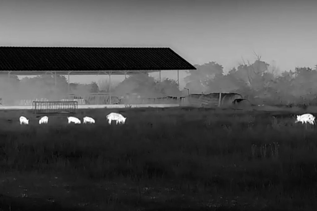 View of a field with wild pigs through InfiRay Outdoor M6T thermal