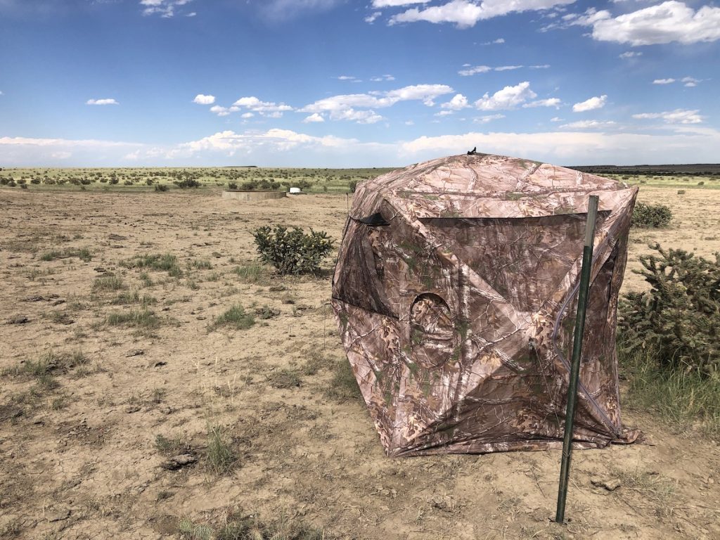 Go Ahead, Decoy That Pronghorn!