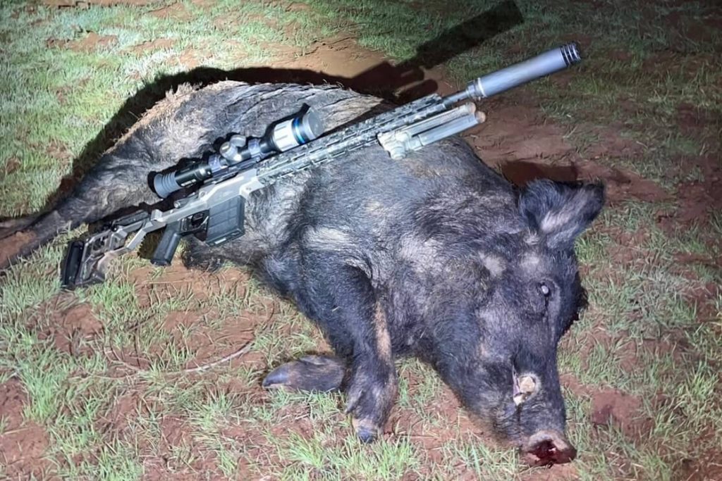 Dropping a lone boar with the Christensen Arms MPR topped with the Pulsar Thermion 2 XP50 Pro