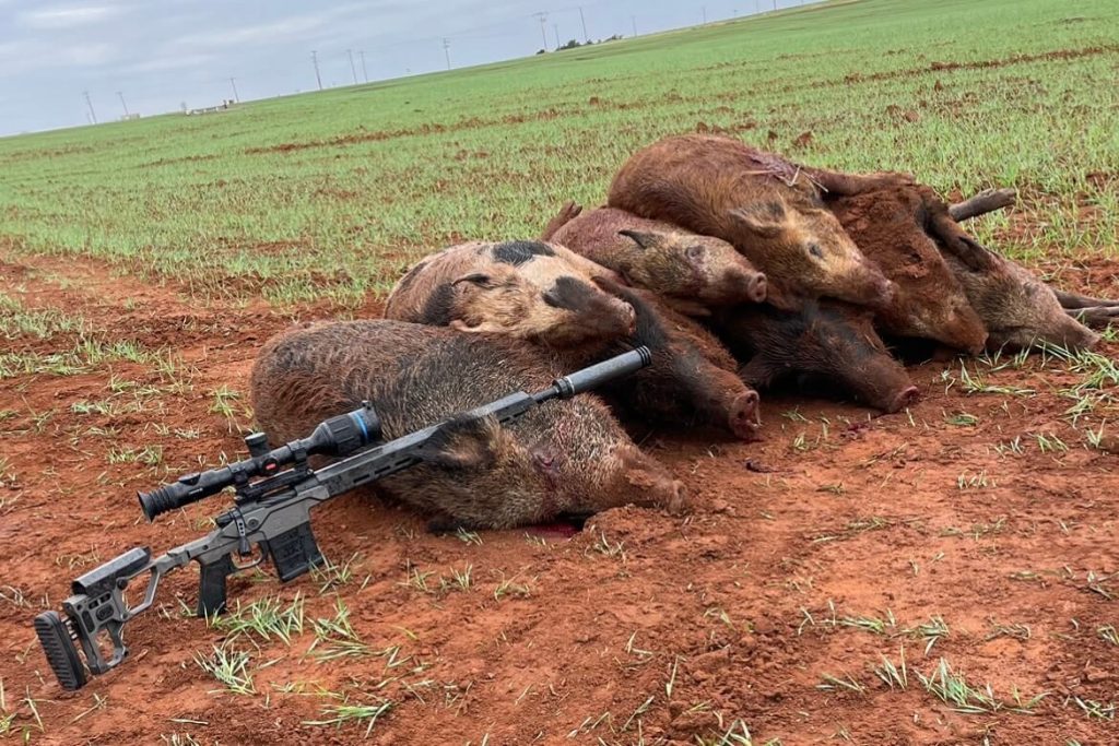 While this pile of pigs came from a team effort, 3 or 4 were taken with the Christensen Arms MPR 