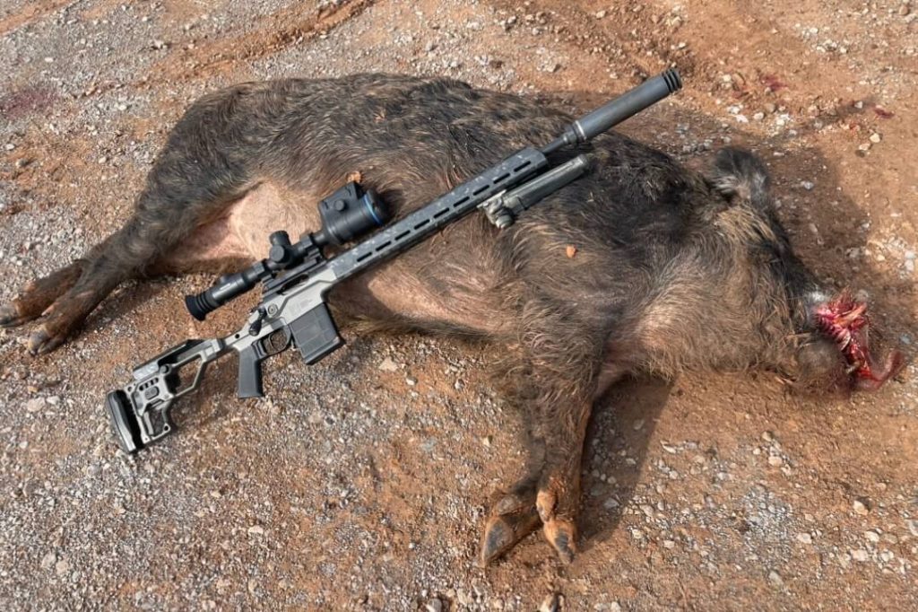 387lb boar shot with the Christensen Arms MPR topped with a Pulsar Thermion 2 LRF XP50 Pro