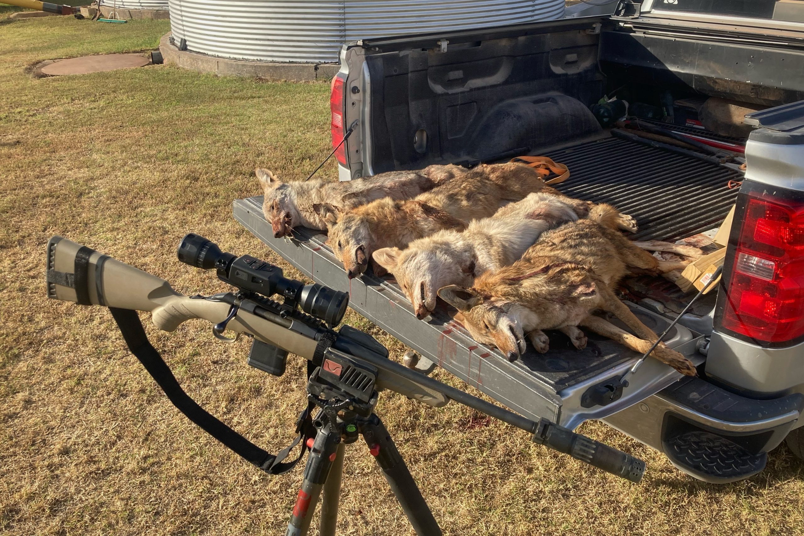 ATN’s ThOR LTV coyote hunting
coyotes on tailgate
rifle on tripod