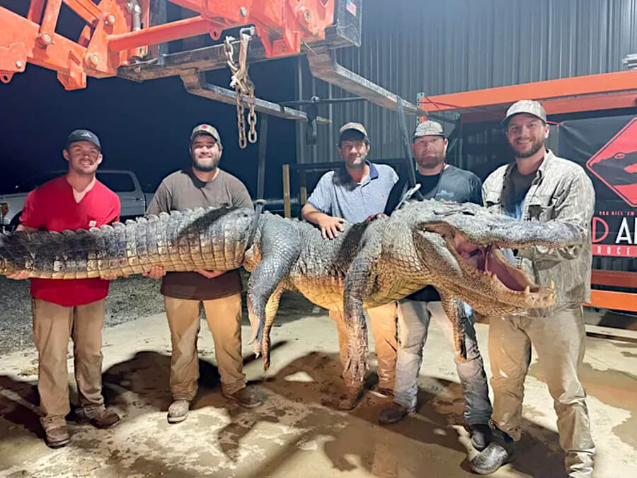 Mississippi Hunters Hook Massive 787-Pound Alligator