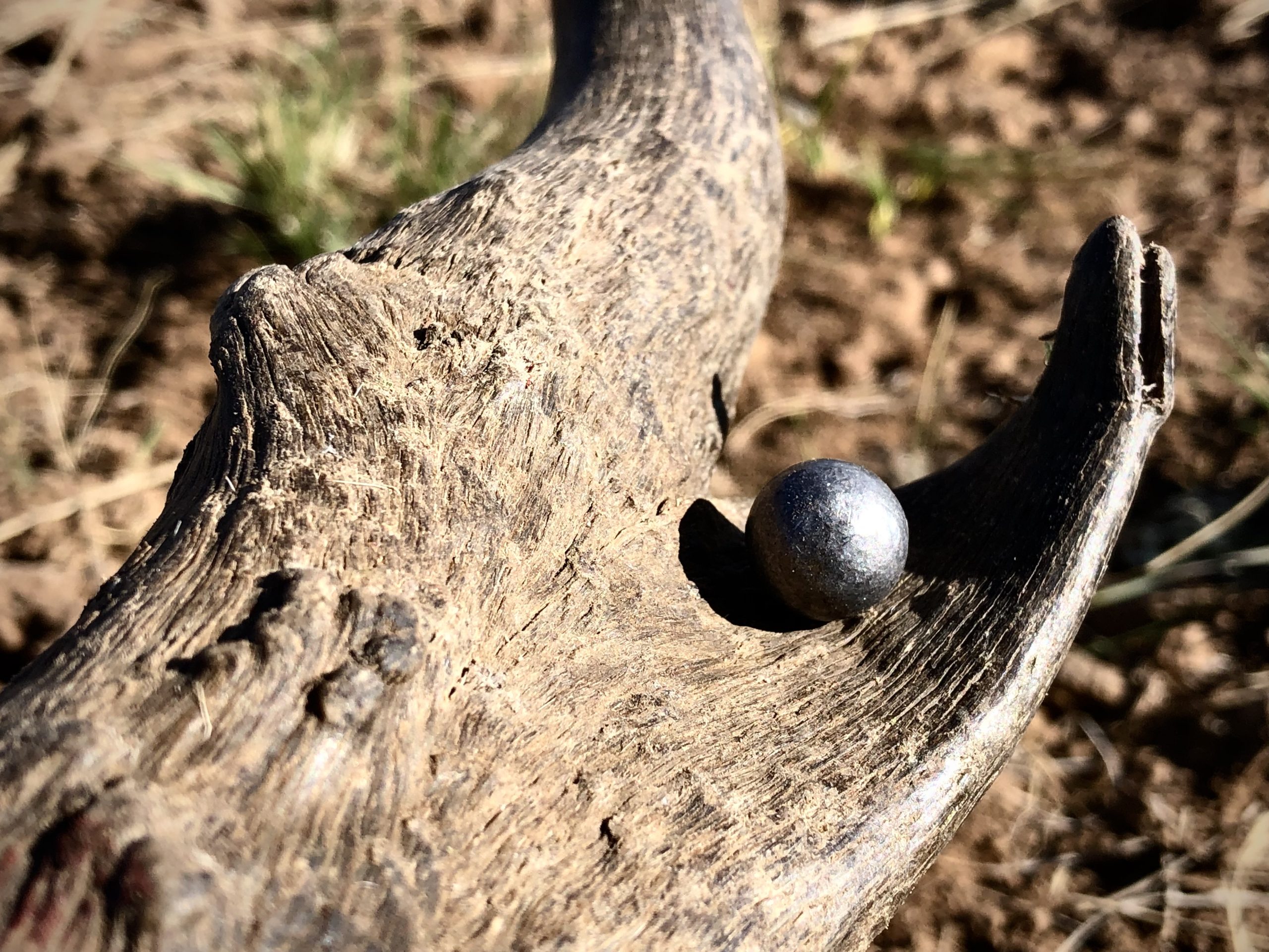 Take The Shot? Primitive Pronghorn