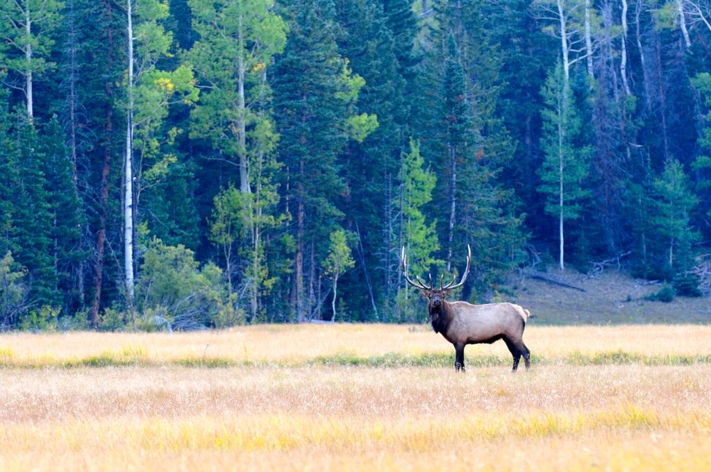 Bull elk standing majestically in a large field