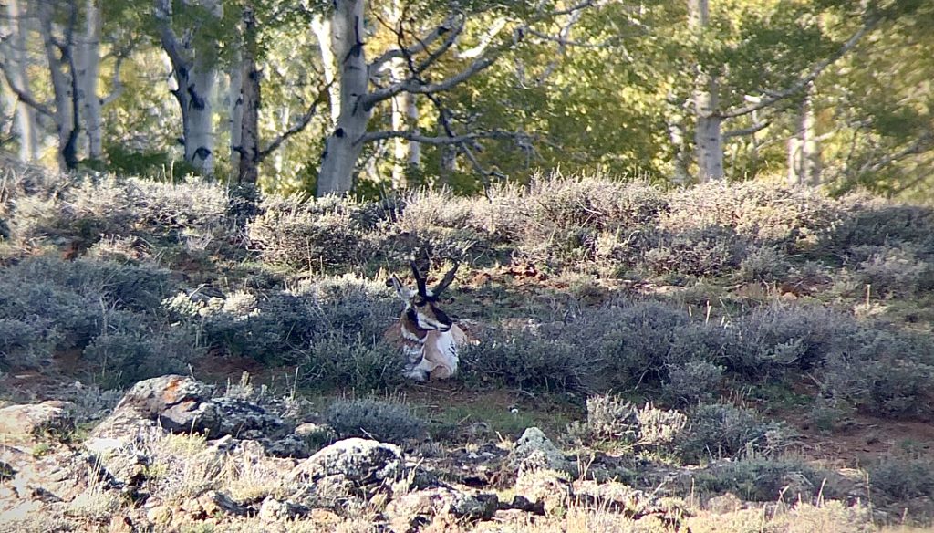 Antelope bedded down.