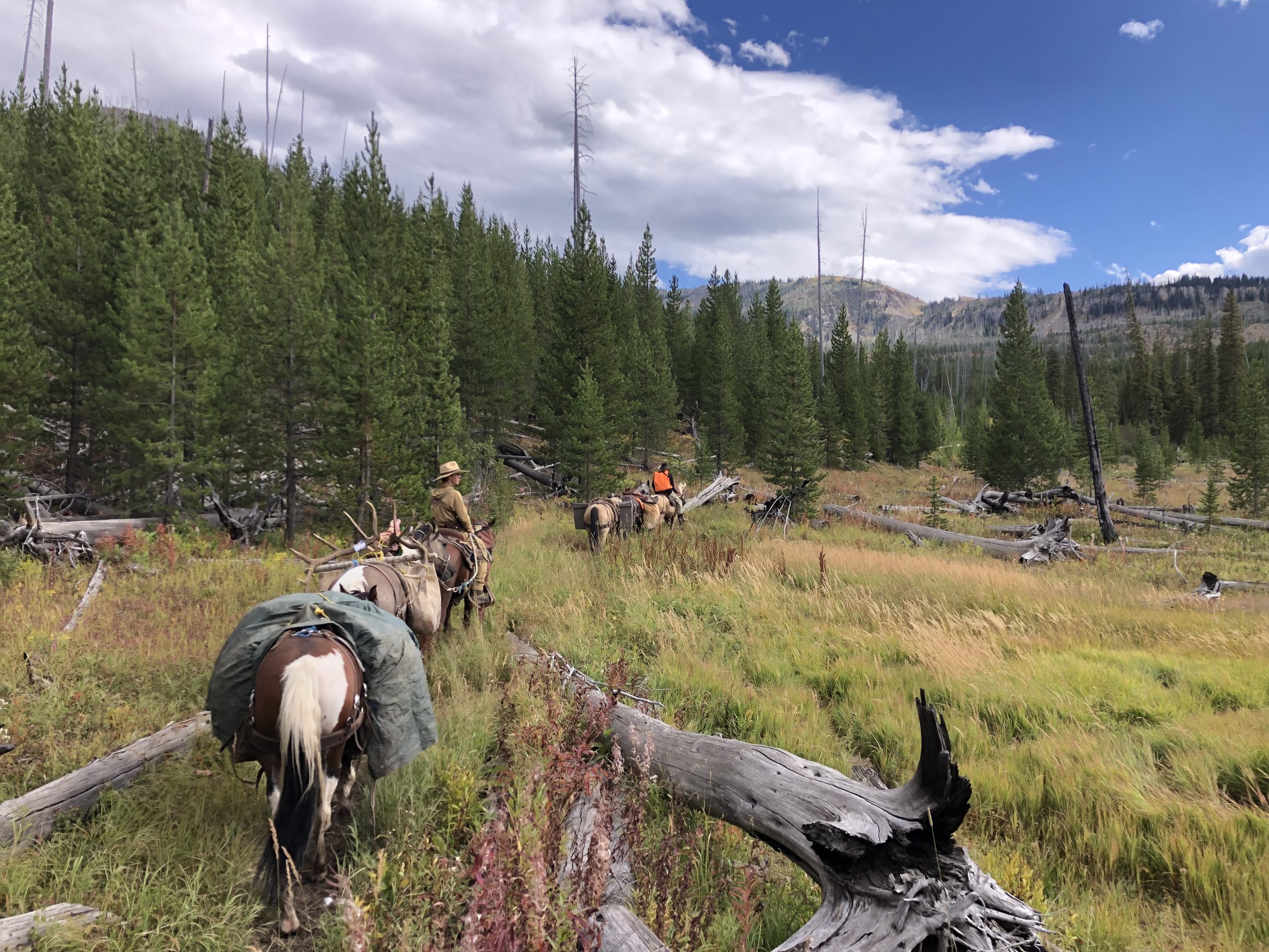 Take the Shot? An Experienced Hunter Gets a Close Opportunity at a Good Bull Elk, but the Vitals are Covered and His Shooting Position is Unsupported. Will He Take the Shot? - Presented by Badlands