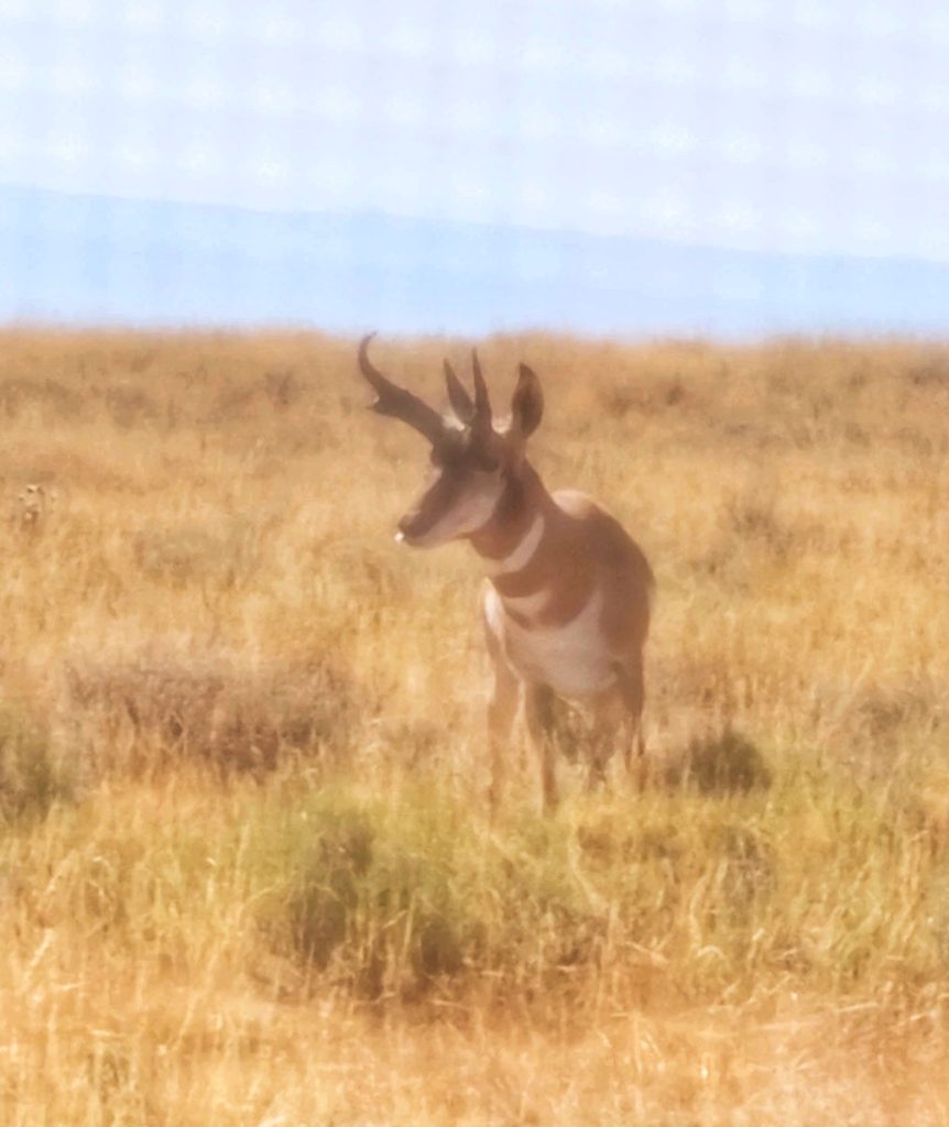 10 Reason's why the On Glass Adapter is Currently My Favorite Digiscoping Device