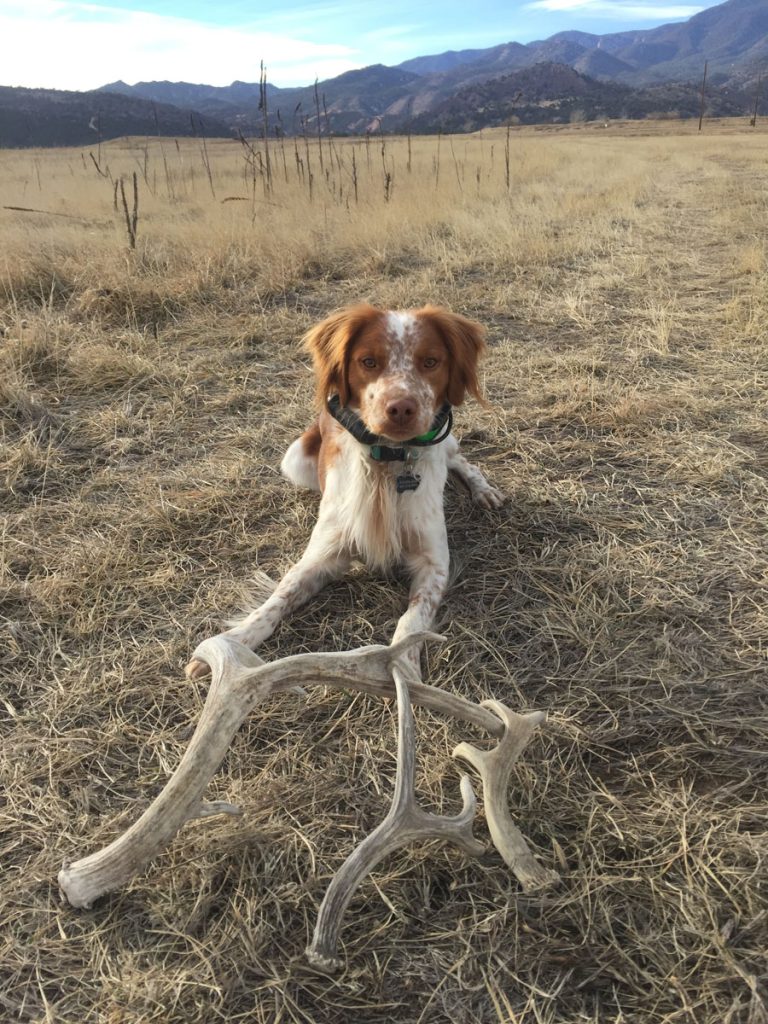 Shed Hunting - Tips For Success