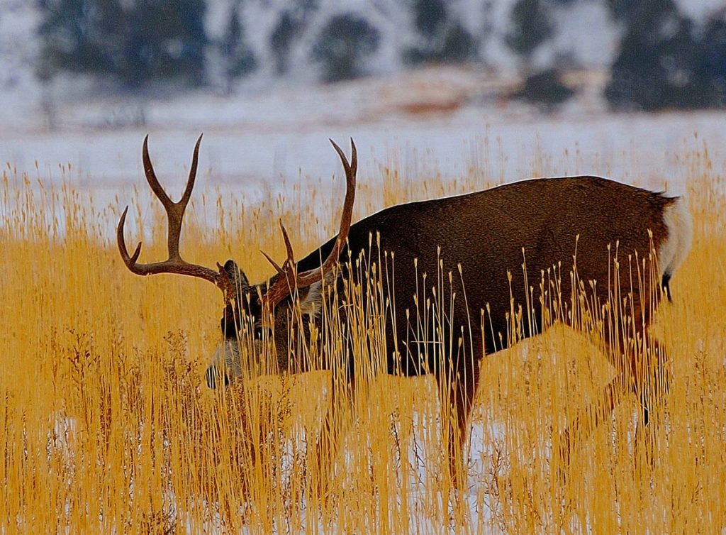 Take the Shot? The Author Gets a Surprise Shot at a Big Mule Deer. Full of Adrenaline, His Hands (and everything else) are Shaking. Should he Take the Shot?