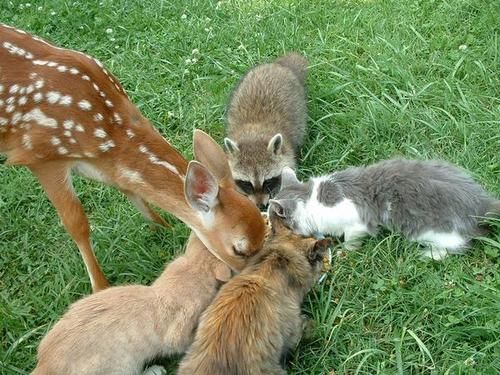 Kitten Fights Two Deer and Wins, Caught on Video