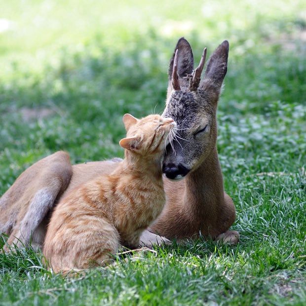 Kitten Fights Two Deer and Wins, Caught on Video