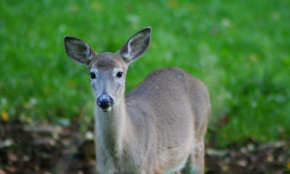 Kitten Fights Two Deer and Wins, Caught on Video