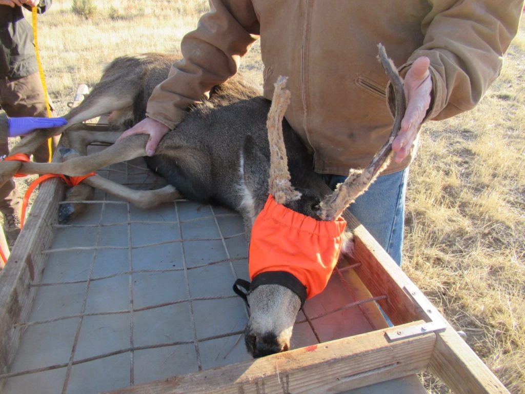 Rare Antlered Doe in Utah Uses Abnormality to Survive