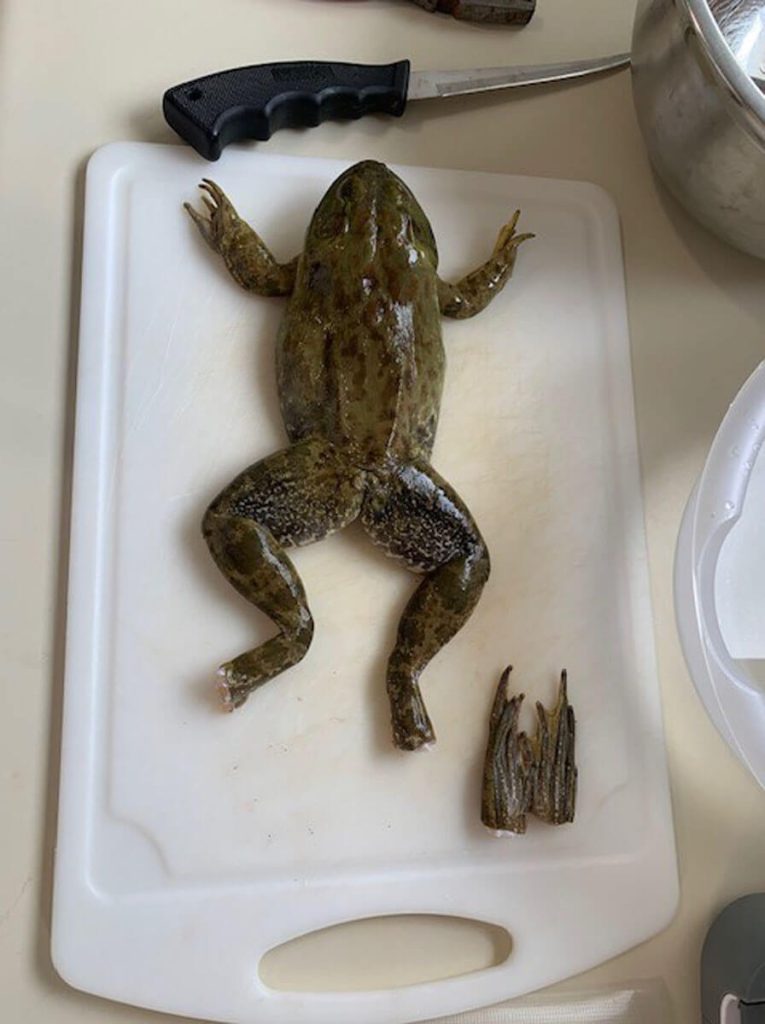 Frog Cleaning