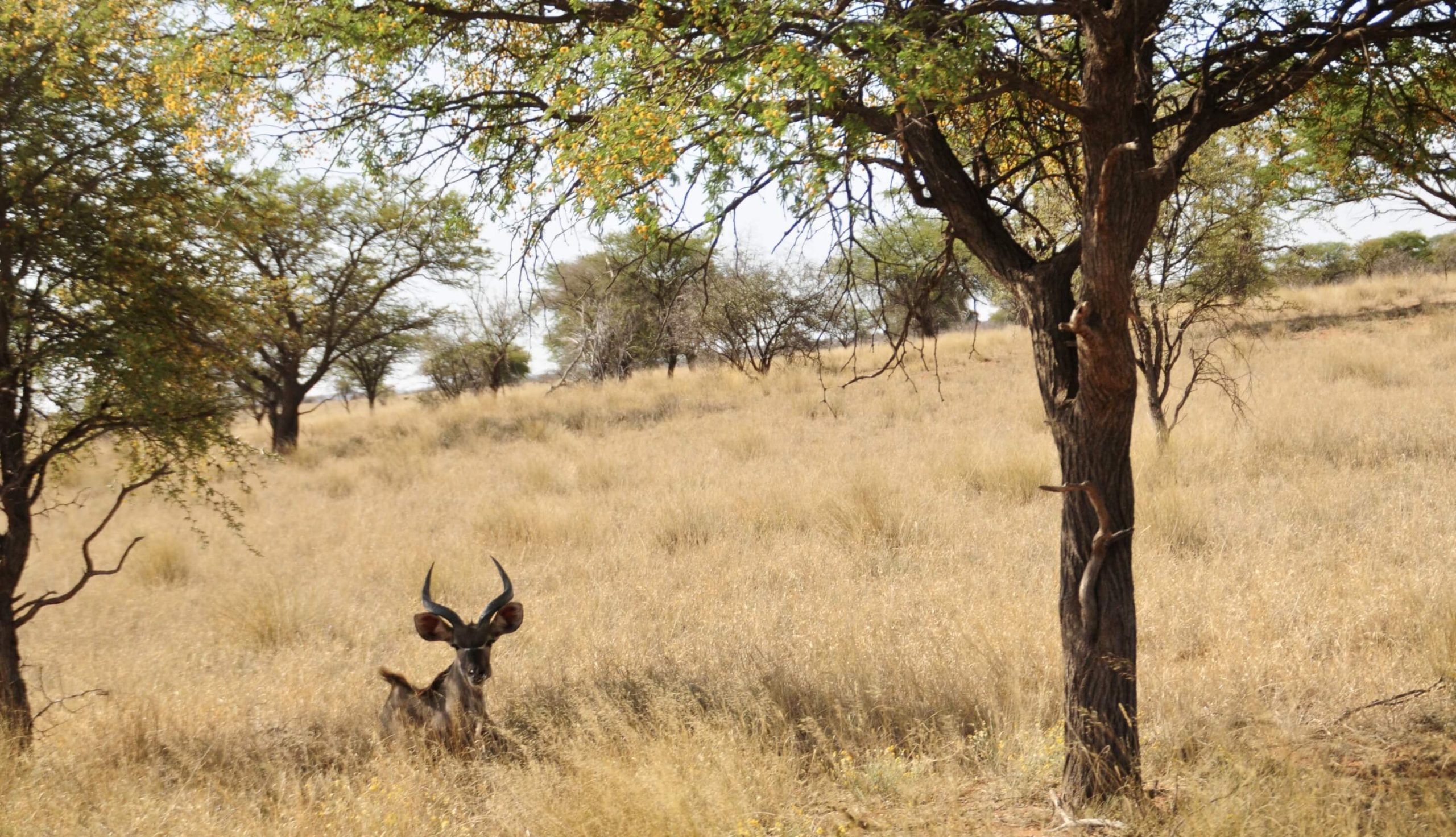 The Affordable Safari; Your African Dream Hunt, Part II