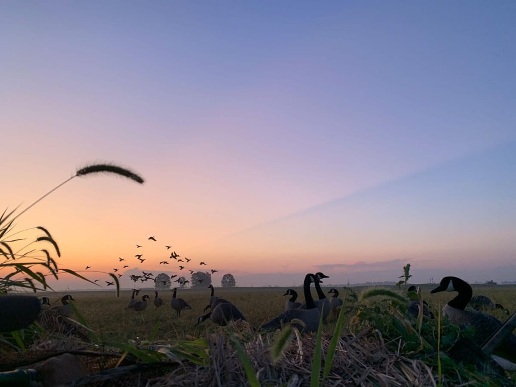 Early Season Goose