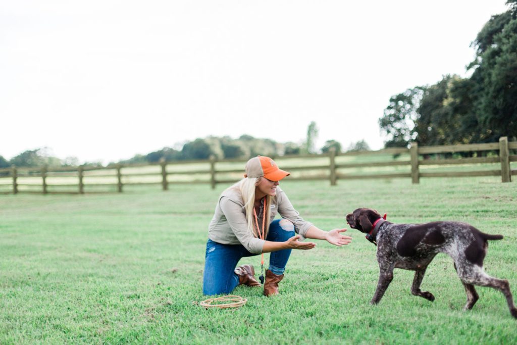 Hunt Dog Training – Getting Back to Basics