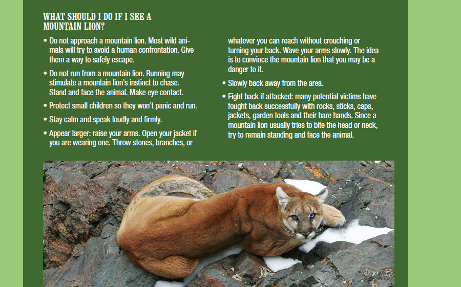 Arizona Officials Kill Three Mountain Lions Feeding on Human Remains