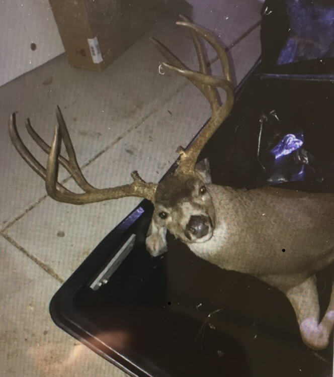 California Man Fined ,000 for Poaching Trophy Buck