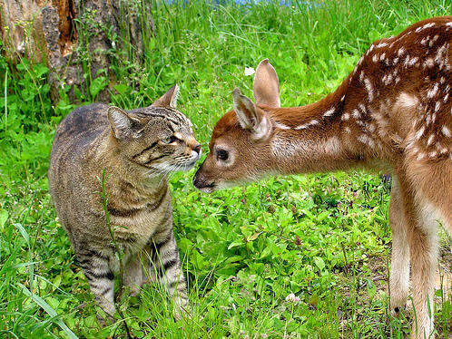 Kitten Fights Two Deer and Wins, Caught on Video